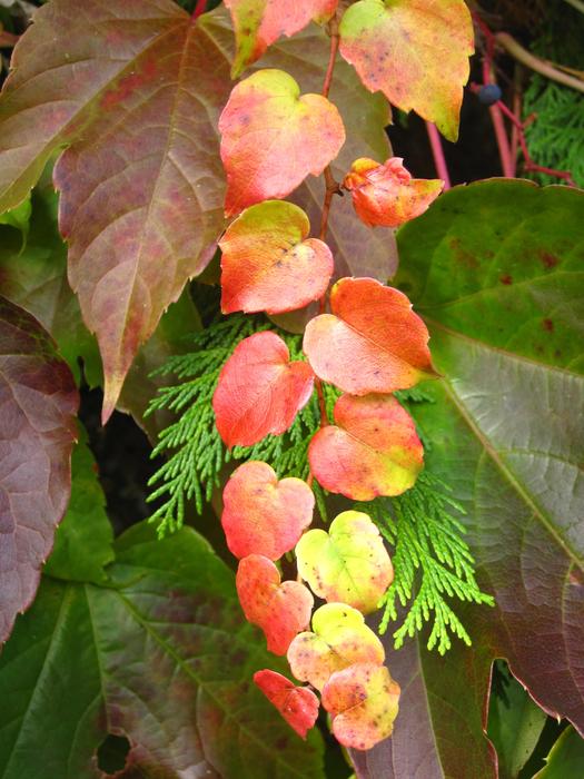 Small Wine Ranke Living Tree And