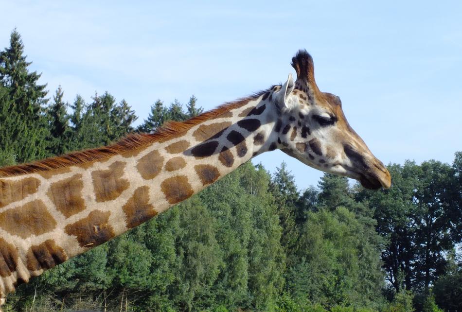 long neck of the giraffe in the zoo