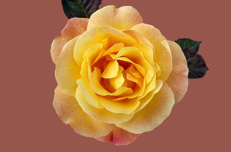 Rose Floribunda MÃ¼nchner Heart