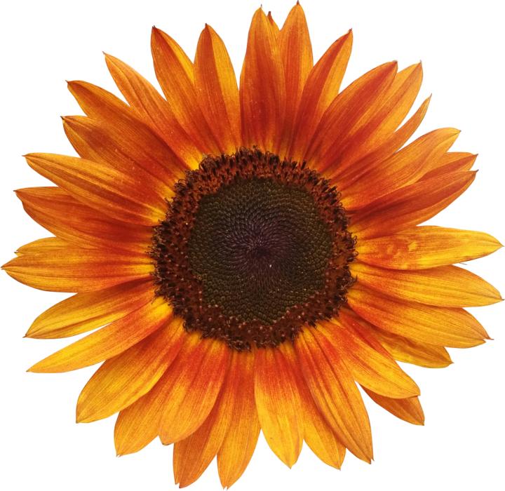 orange-yellow sunflower bud on white background