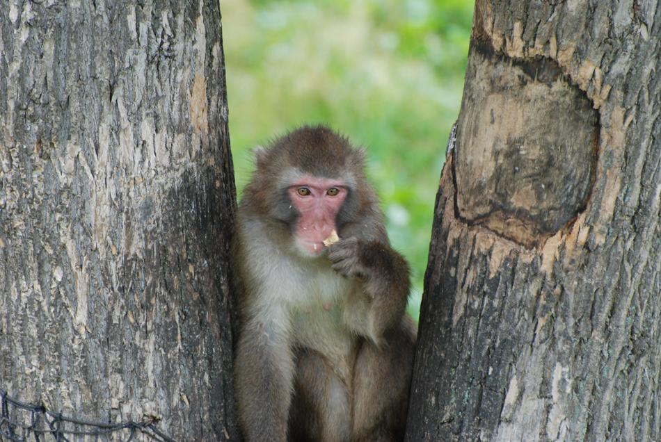 enchanting Monkey Macaque