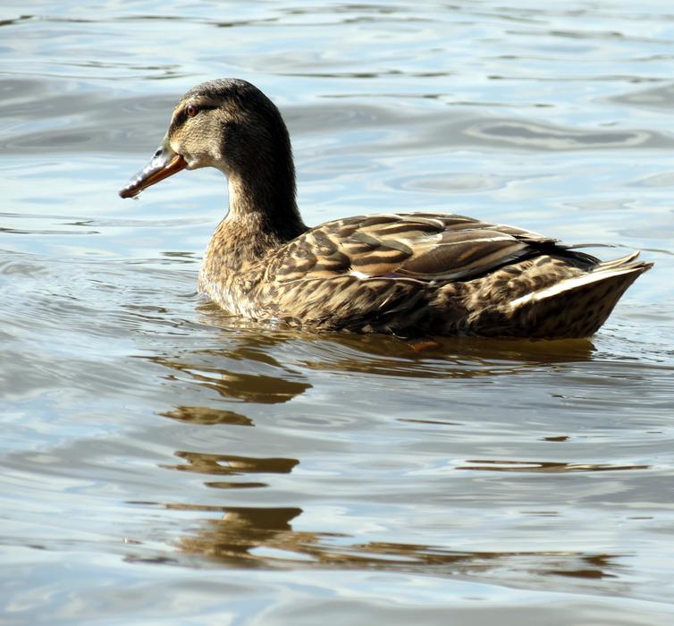 British Wildlife Nature