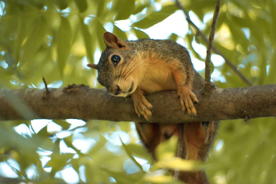 curious rodent on the tree branch