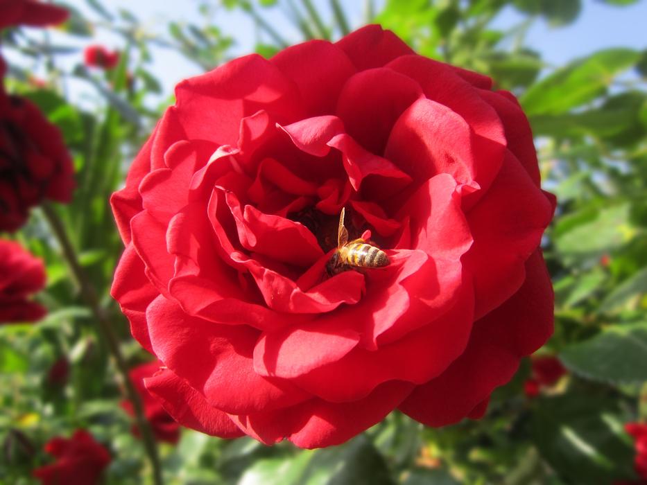Flower Rose Red