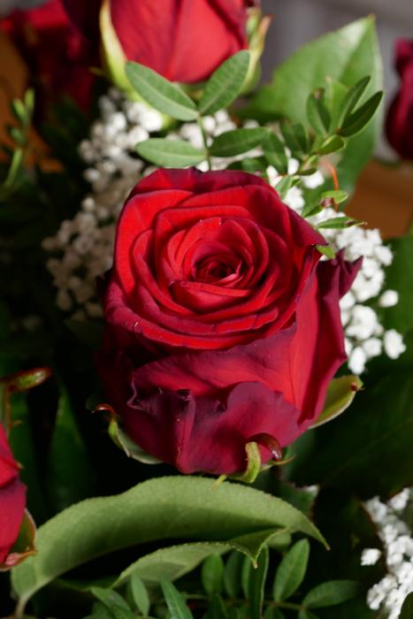 roses are a lot of white