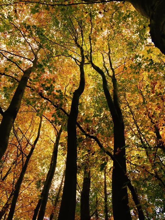 Leaf Crown Tree