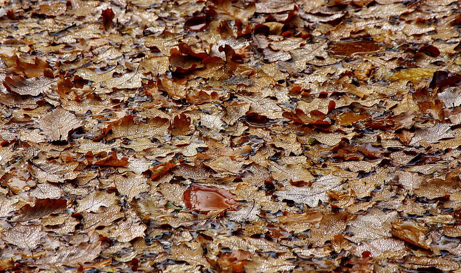 Dry autumn leaves covering the ground