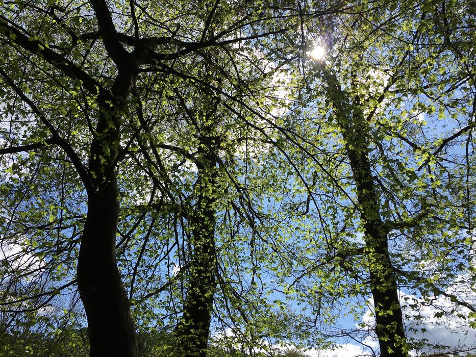 Nature Trees Forest