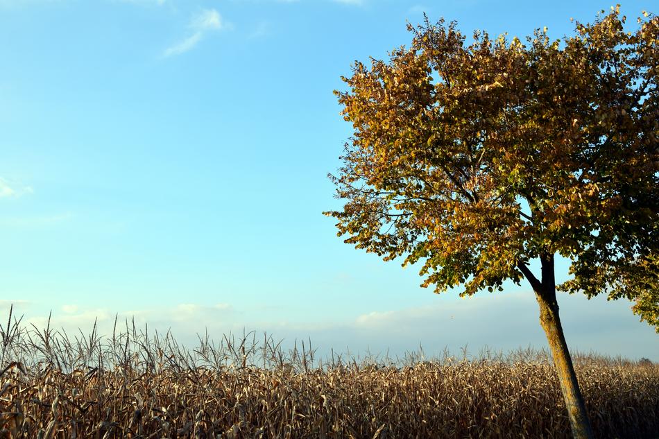 Tree Sky Blue