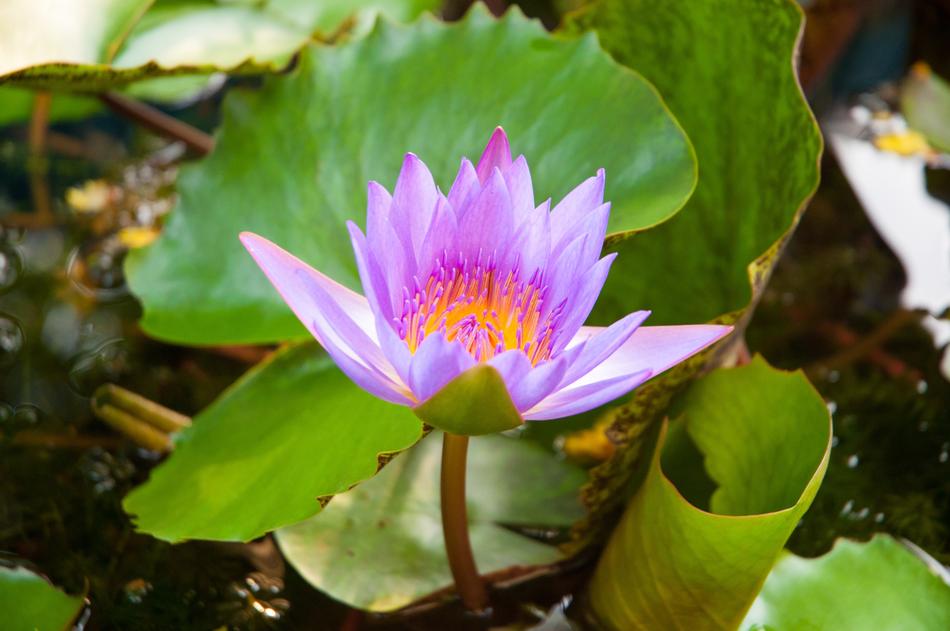 Lotus Purple
