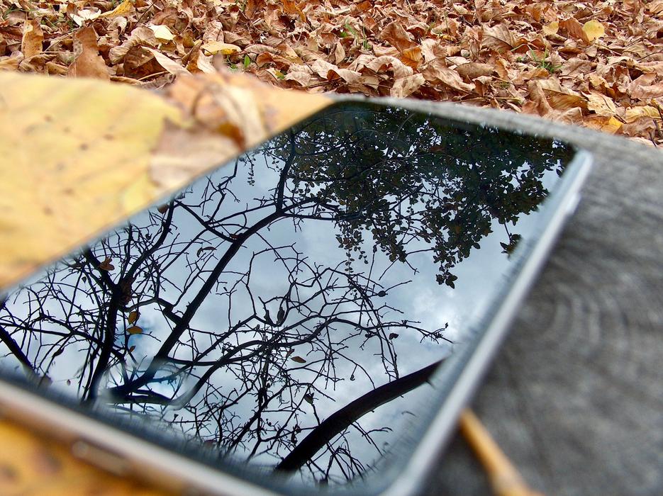 Phone Autumn Nature
