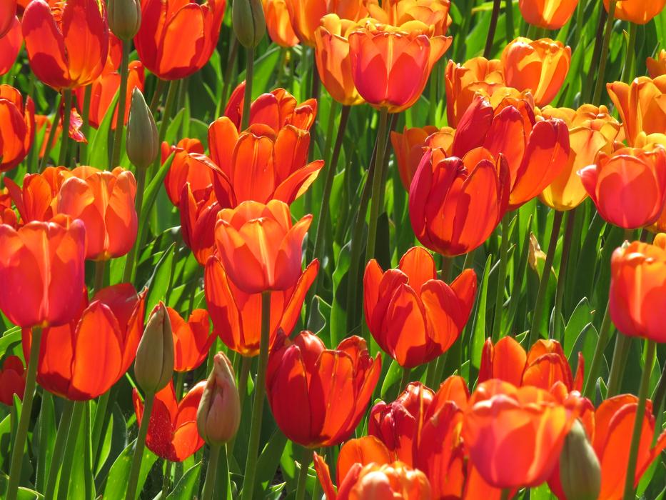 painted field of red tulips