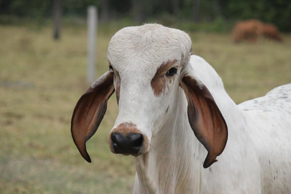 white cattle with long brown ears on farm