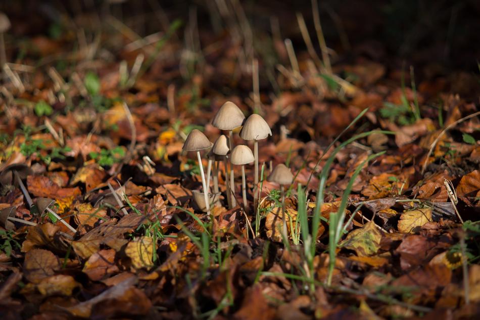 Mushroom Autumn Mood