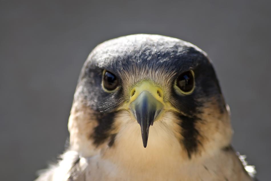 Peregrine Bird Beak face of a wild falcon