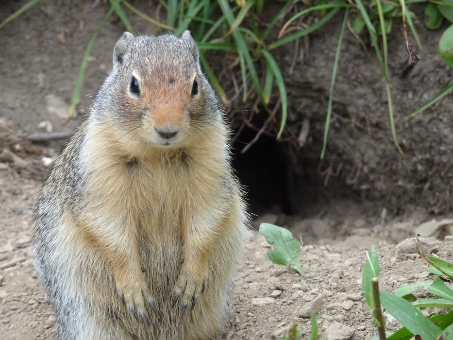 wild Rodent in Glacier Usa