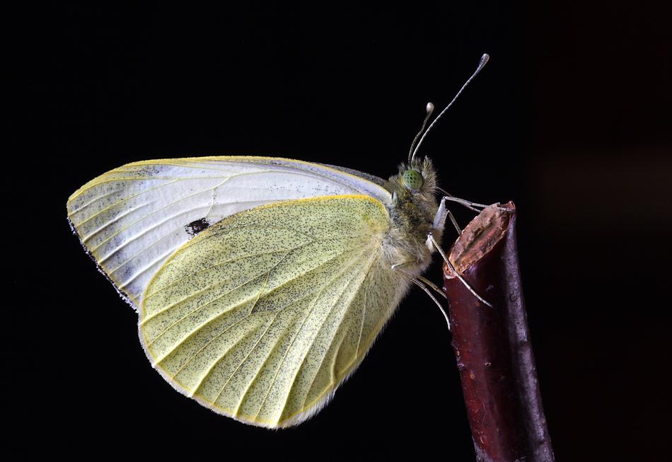 wonderful white Butterfly