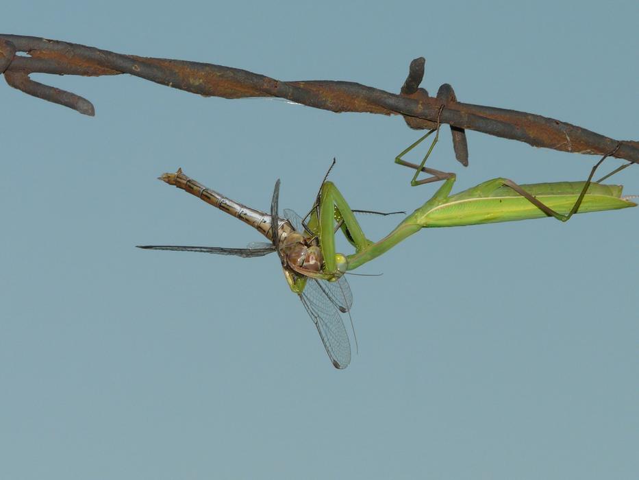 Praying Predator Nature