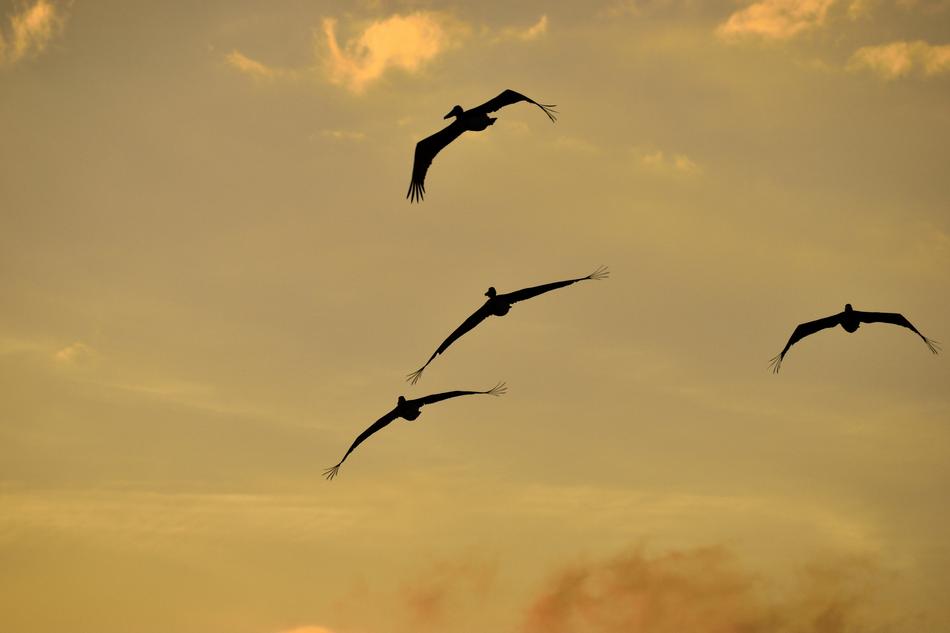 Sunset Florida Birds