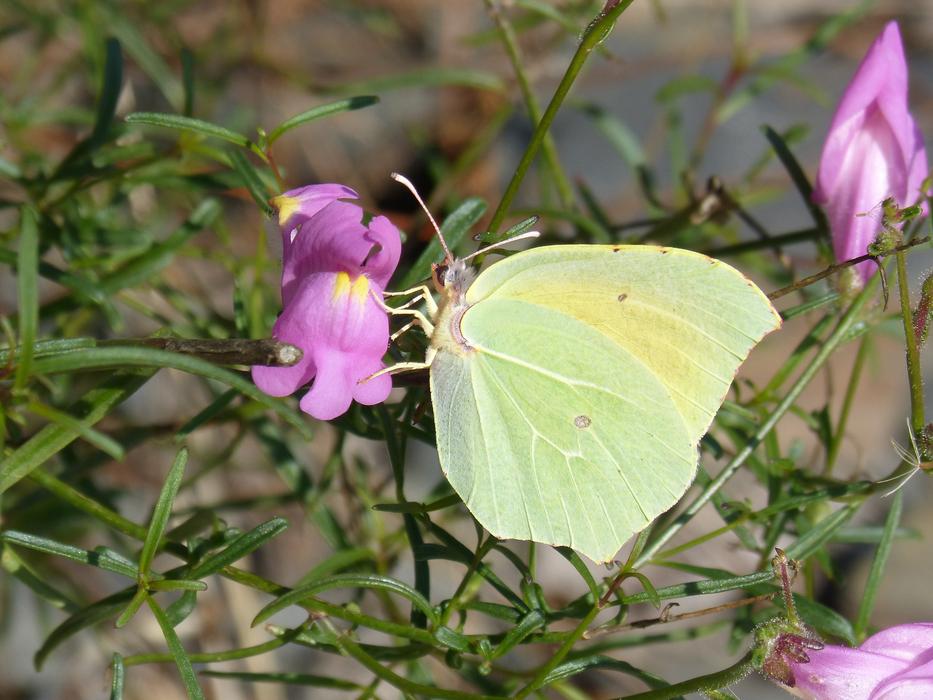 Butterfly Cleopatra Gonepteryx