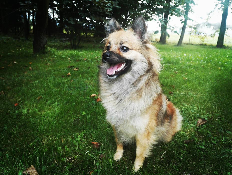 cute dog sitting on the grass