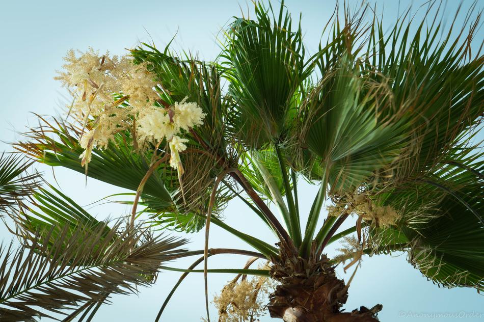 tropical coconut Palm leaves