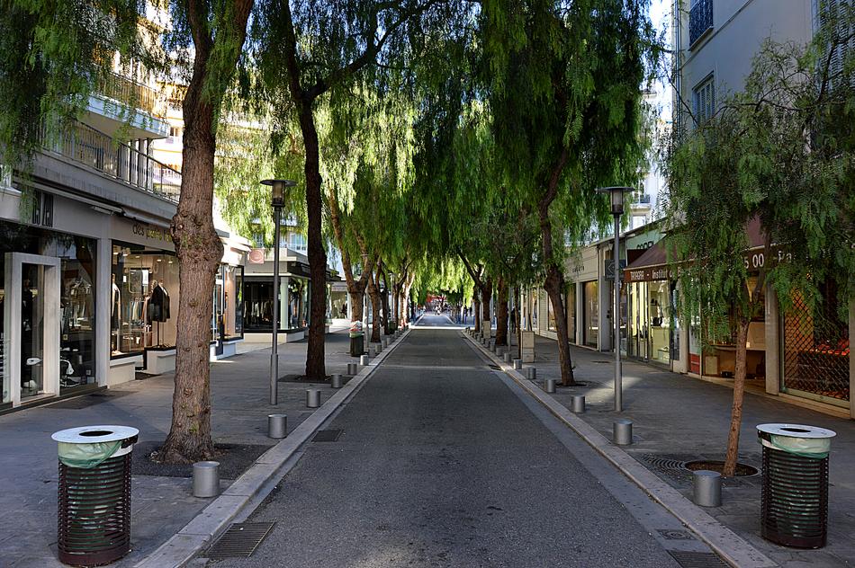 Trees on City Street
