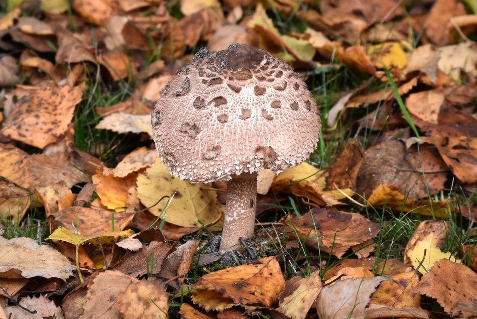 Mushroom Agaric Nature