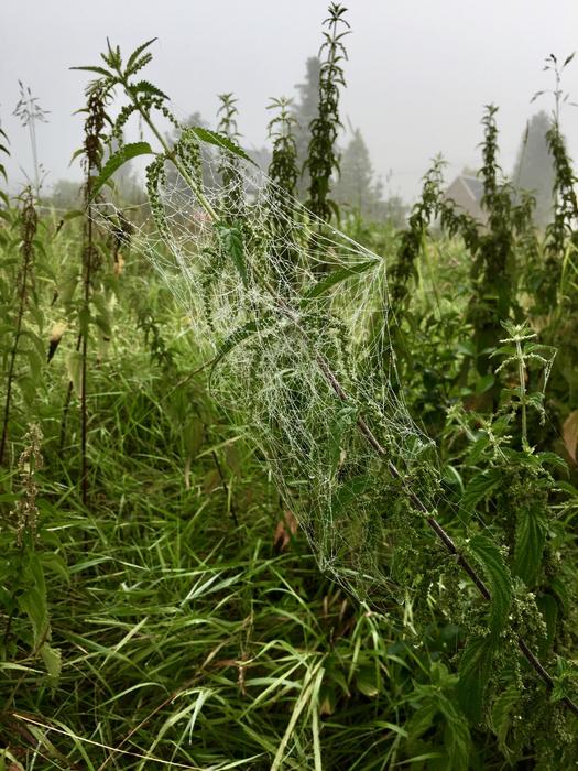 wild grasses in the field