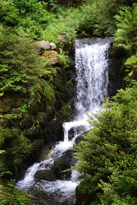 Waterfall Forest Nature