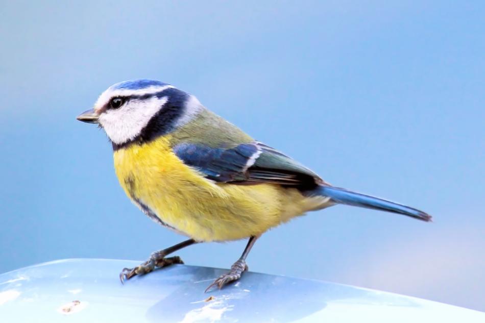incredible Tit Blue Bird