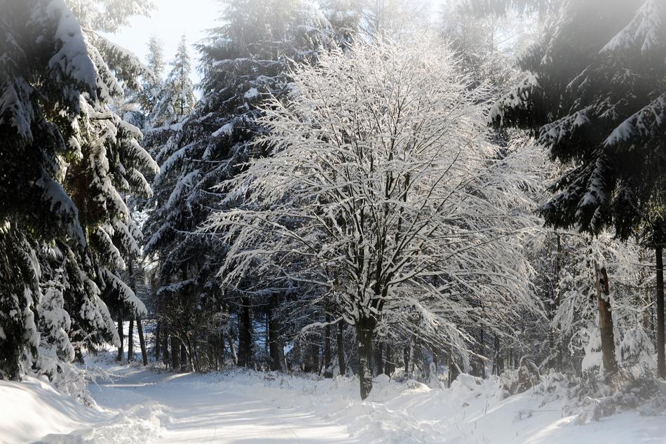 Winterimpression Snow Winter