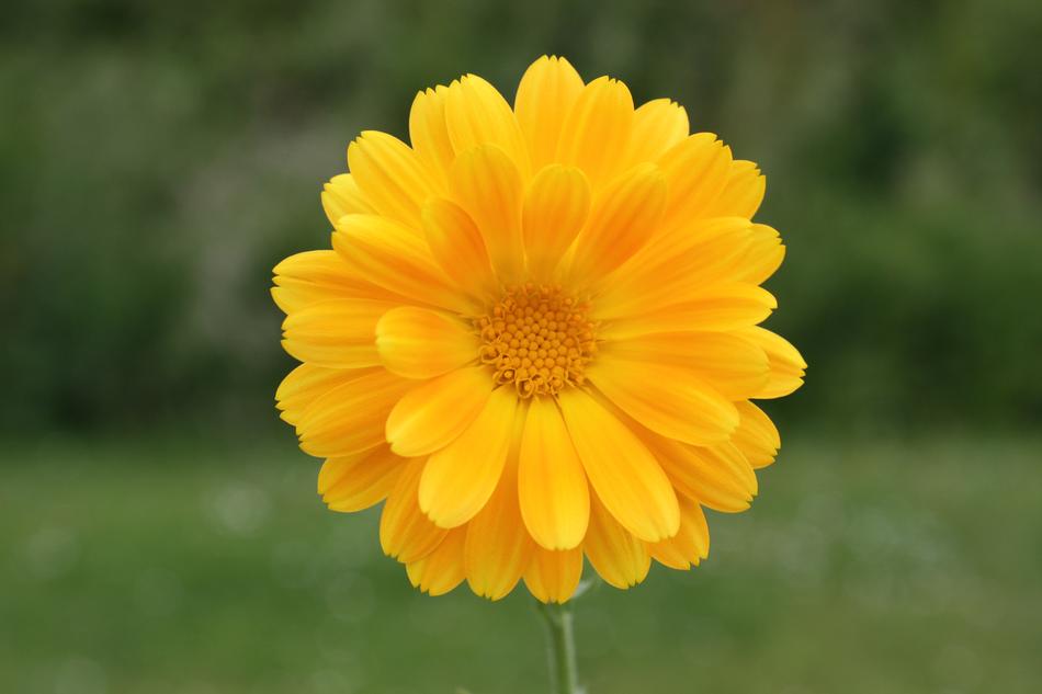Flower Yellow Spring