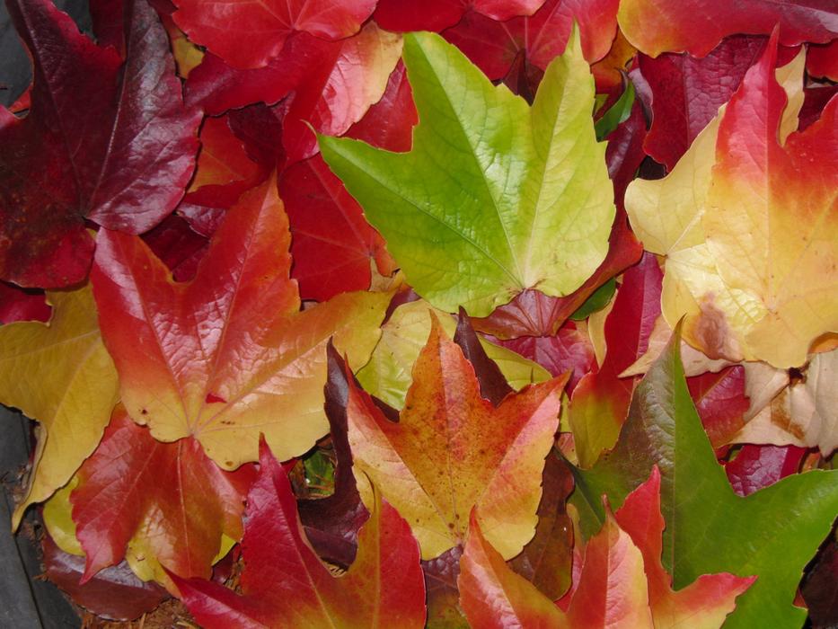 autumn beautiful bouquet of leaves