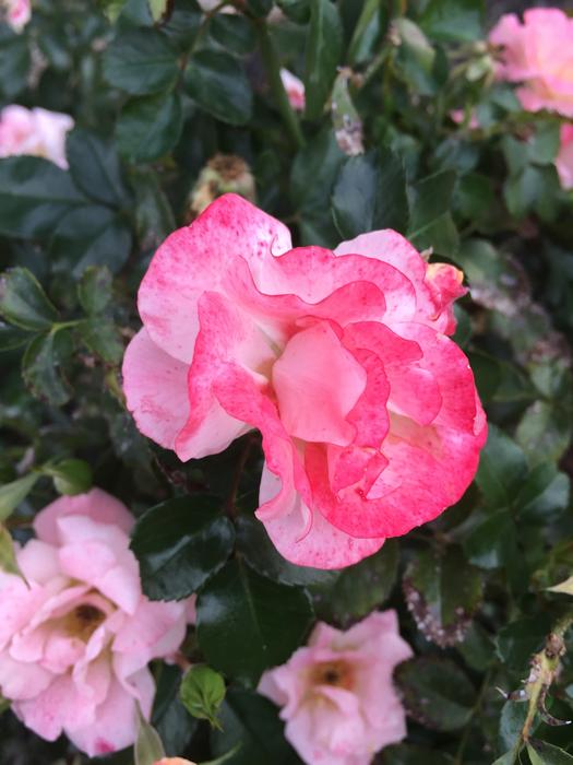 Flower Rose Pink