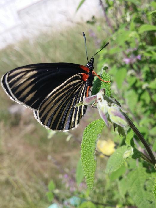 The butterfly is beautiful on the grass