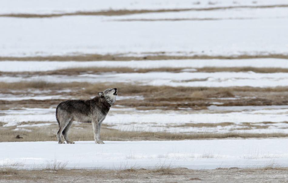 Wolf Howling Lone