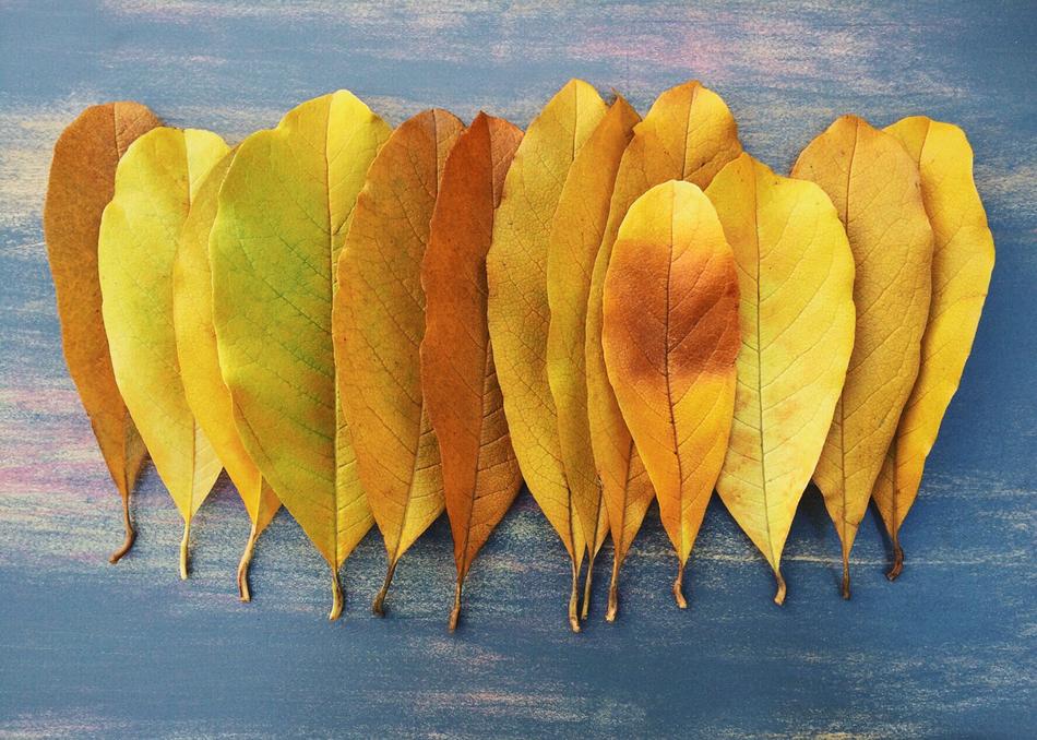 Fall Autumn Leaf