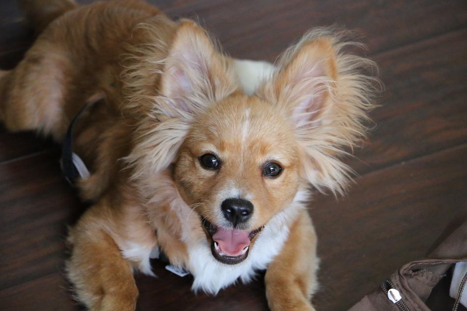 charming Dog red