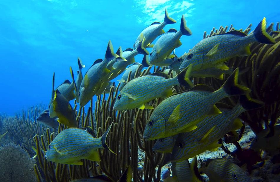 Underwater Fish World