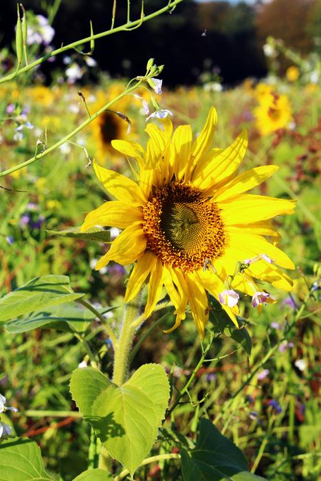 Sunflower Field Yellow