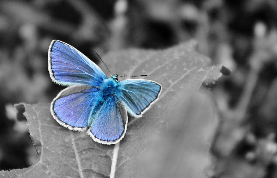 blue butterfly on a branch