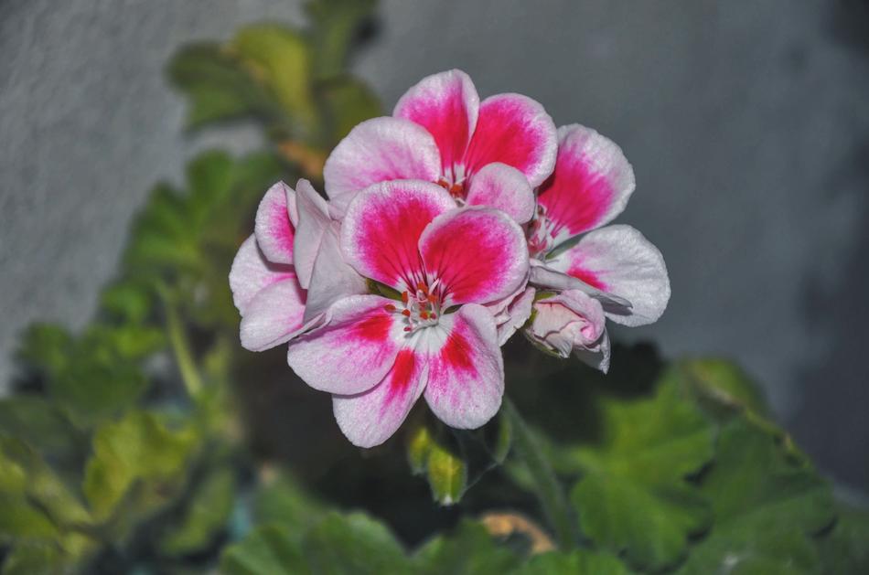 Geranium Houseplants Up