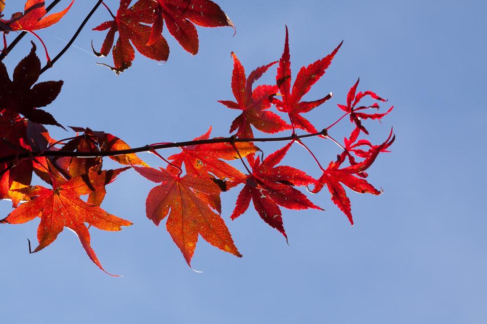 Maple Autumn Leaf