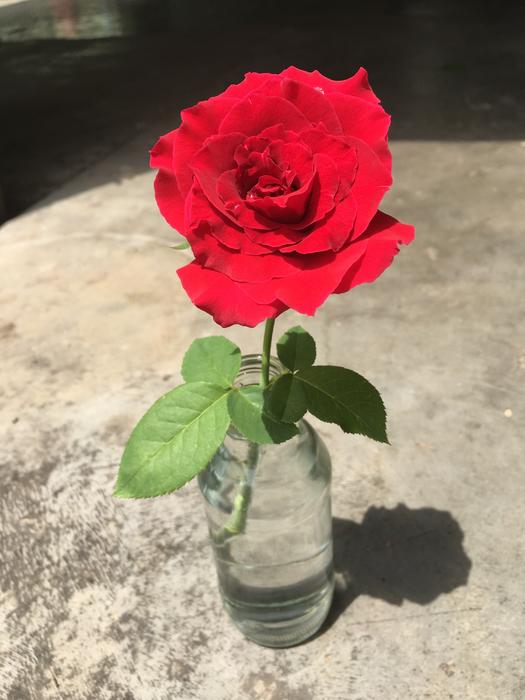 Rose Nice Red