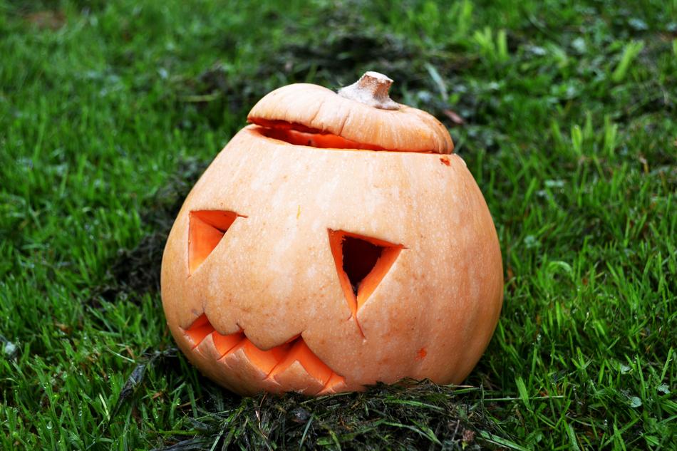 Sad pumpkin in the grass free image download