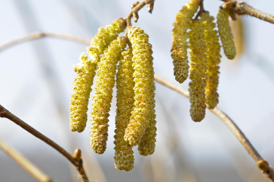 Nature Hazelnut Hazel Flower