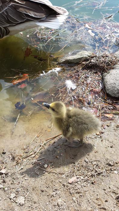 Animals Chicks Duck