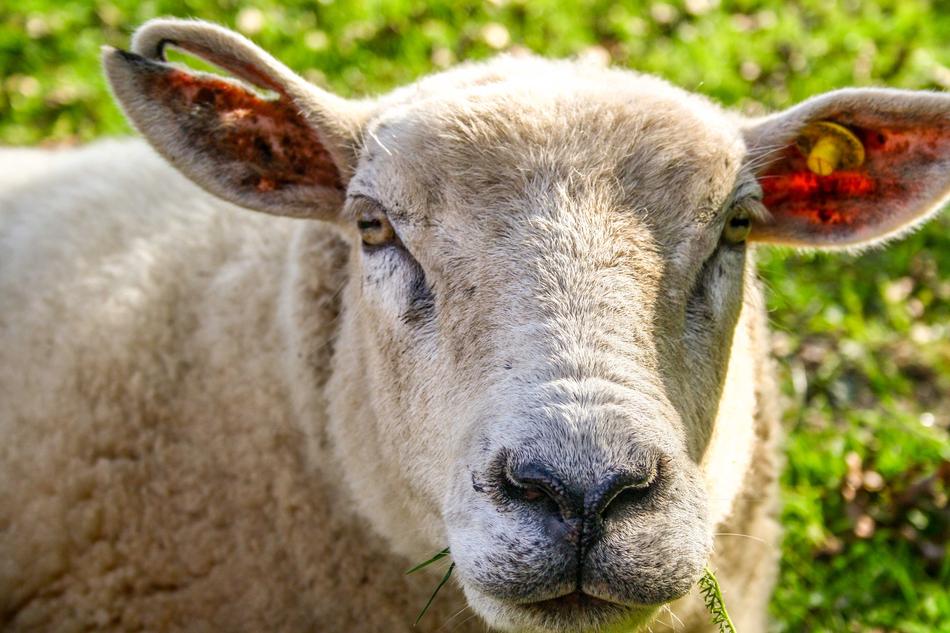 Gorgeous Sheep Face free image download