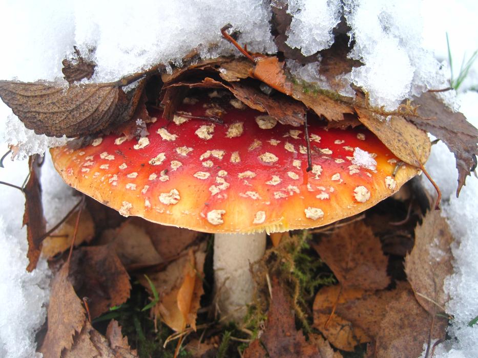 Fly Agaric First Snow Hidden